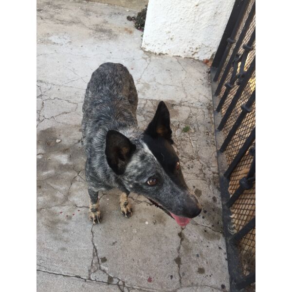 cartel de perro encontrado