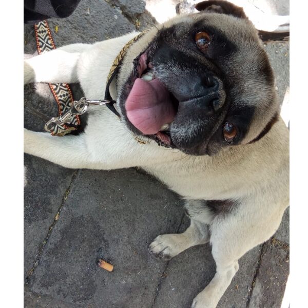 cartel de perro encontrado