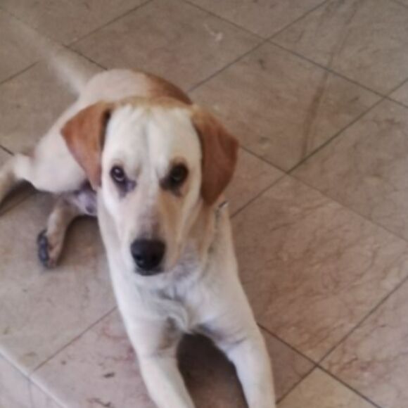 cartel de perro encontrado