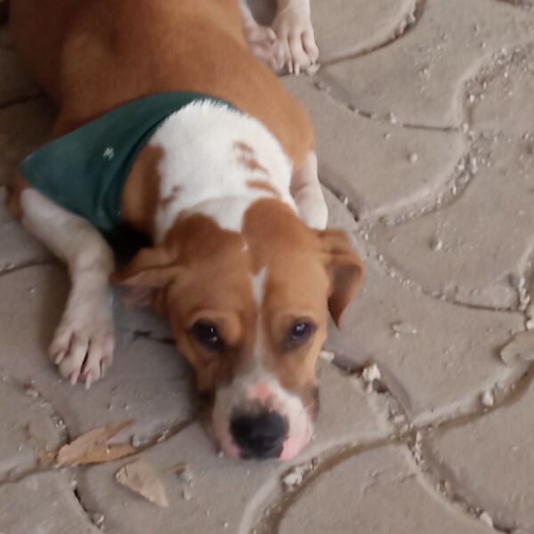 cartel de perro encontrado