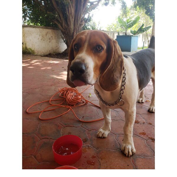 cartel de perro encontrado