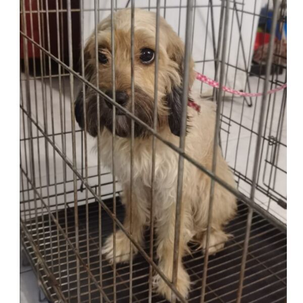 cartel de perro encontrado