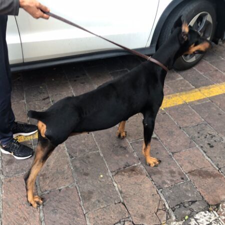 cartel de perro encontrado