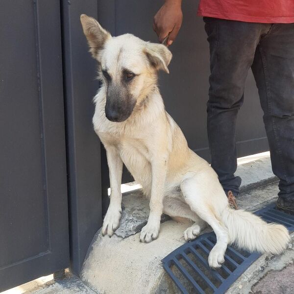 cartel de perro encontrado