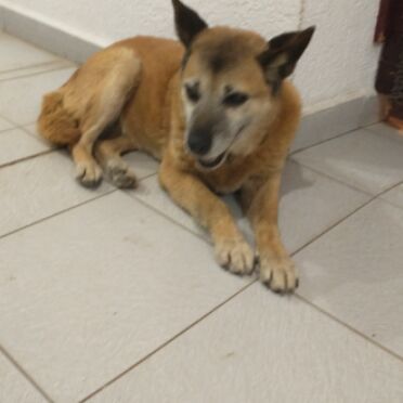 cartel de perro encontrado