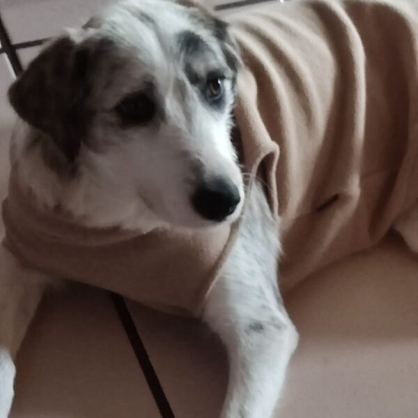 cartel de perro encontrado