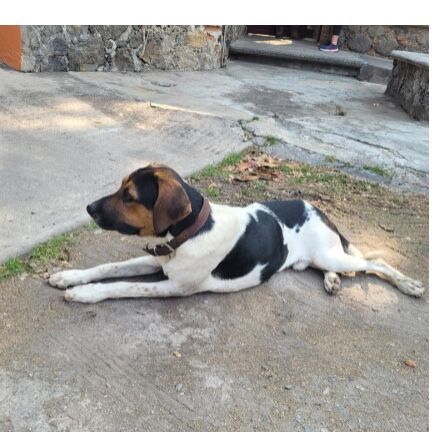 cartel de perro encontrado