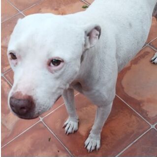 cartel de perro encontrado