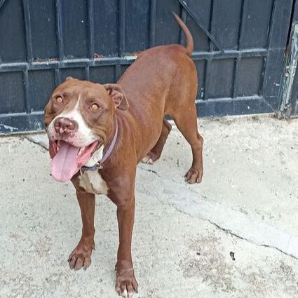 cartel de perro encontrado