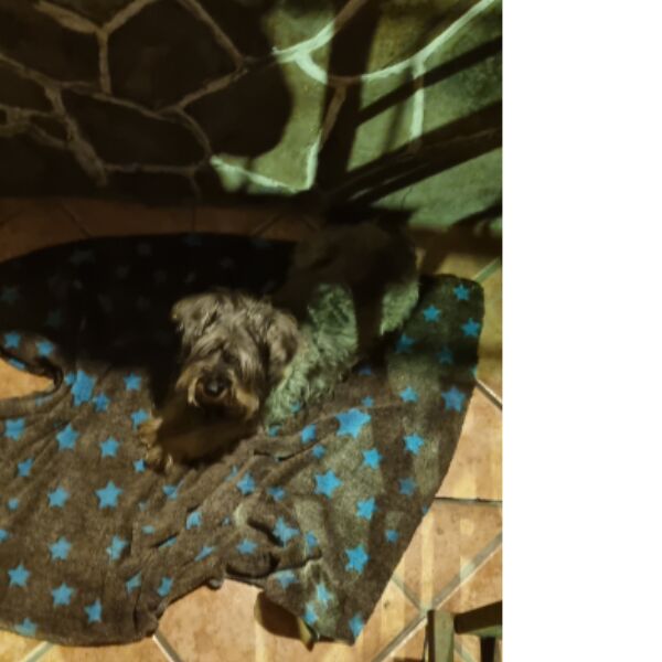 cartel de perro encontrado