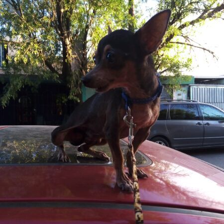 cartel de perro encontrado
