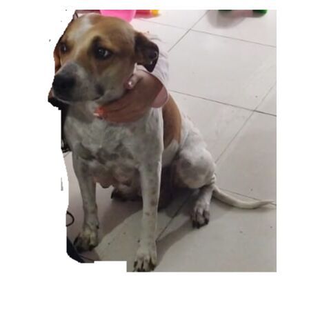 cartel de perro encontrado