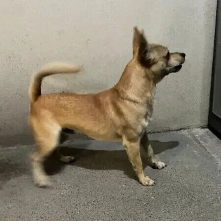 cartel de perro encontrado