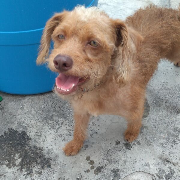 cartel de perro encontrado