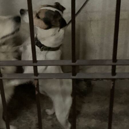 cartel de perro encontrado