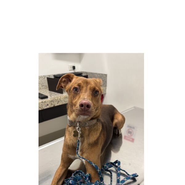 cartel de perro encontrado