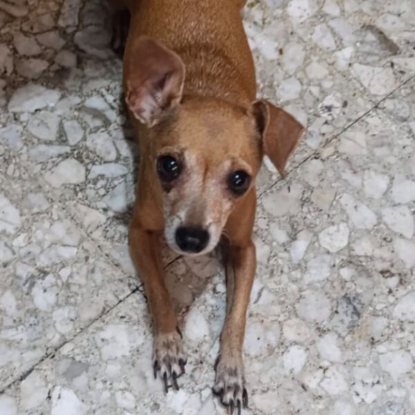 cartel de perro encontrado