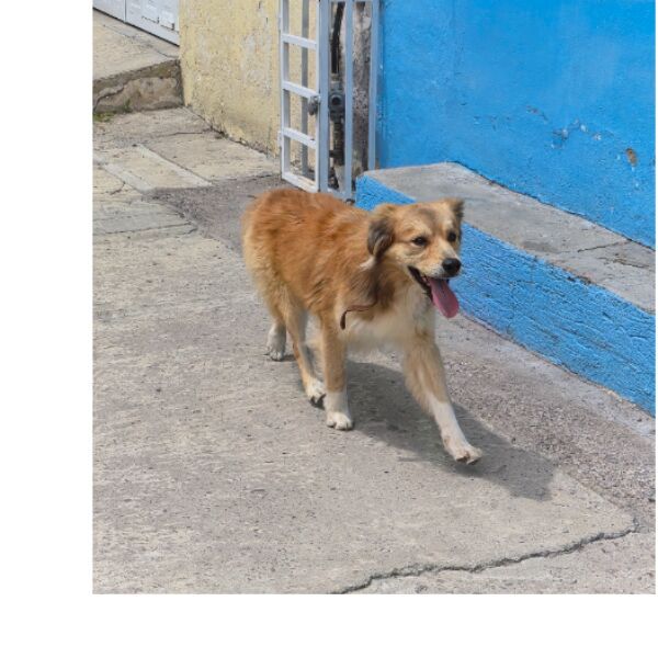 cartel de perro encontrado