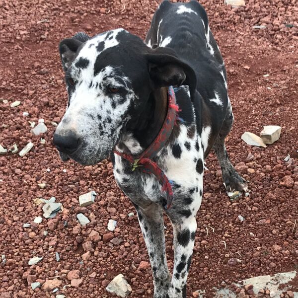 cartel de perro encontrado
