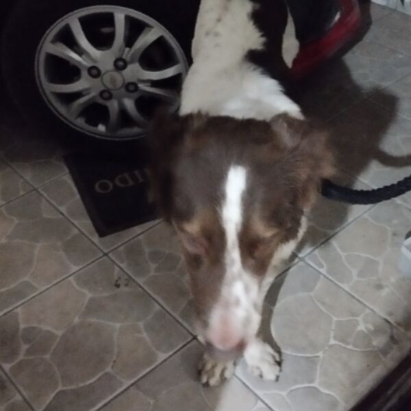 cartel de perro encontrado