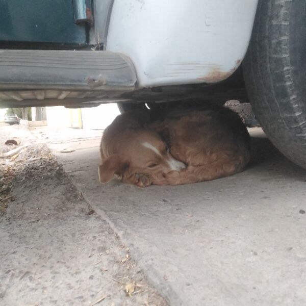 cartel de perro encontrado