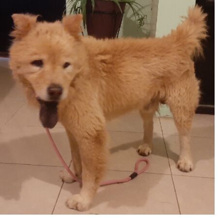 cartel de perro encontrado