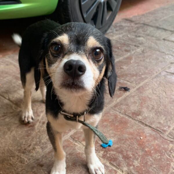 cartel de perro encontrado