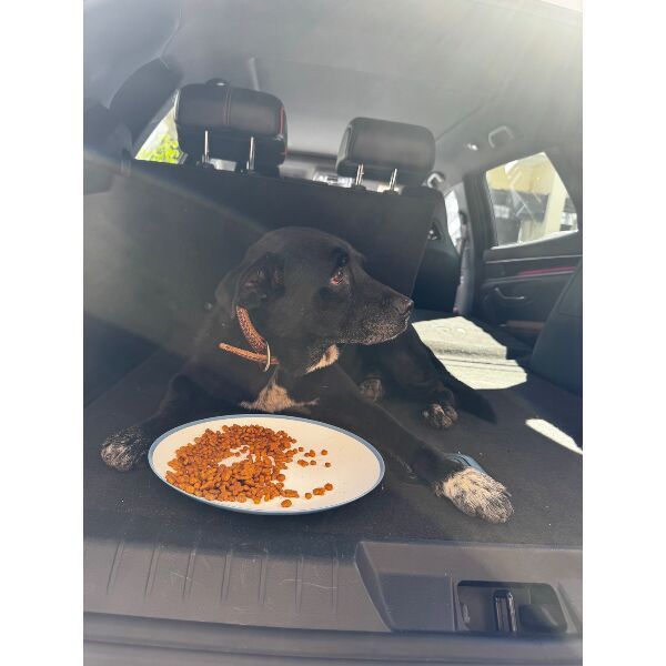 cartel de perro encontrado