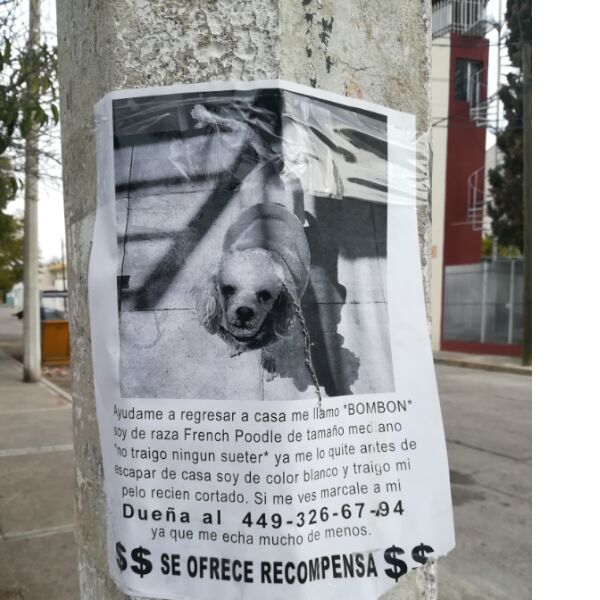 cartel de perro perdido