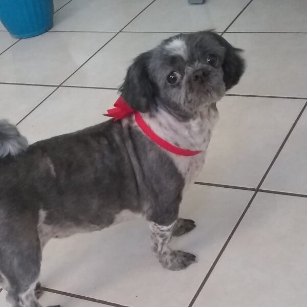 cartel de perro perdido