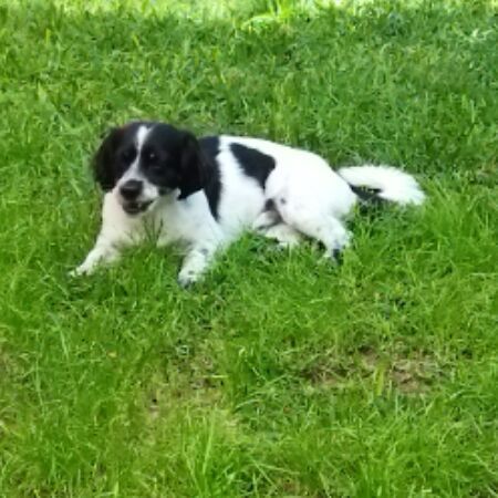 cartel de perro perdido