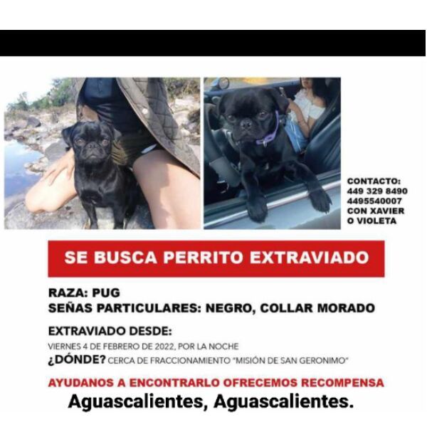 cartel de perro perdido