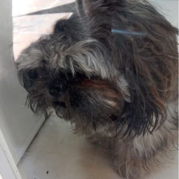 cartel de perro perdido