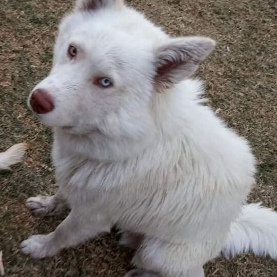 cartel de perro perdido