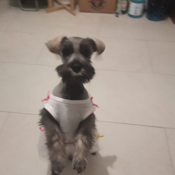 cartel de perro perdido