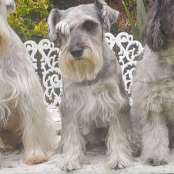 cartel de perro perdido