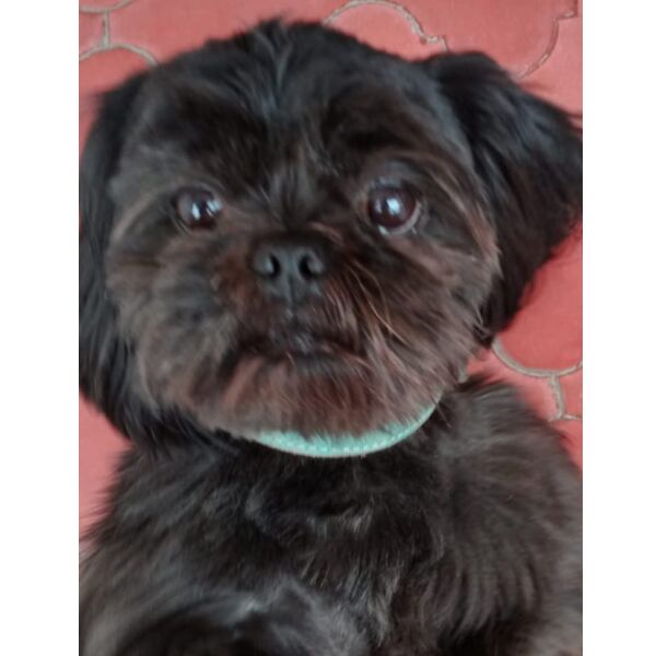 cartel de perro perdido