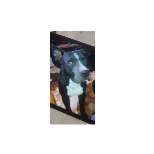 cartel de perro perdido