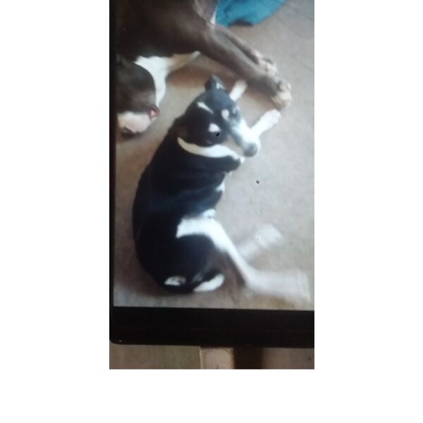 cartel de perro perdido