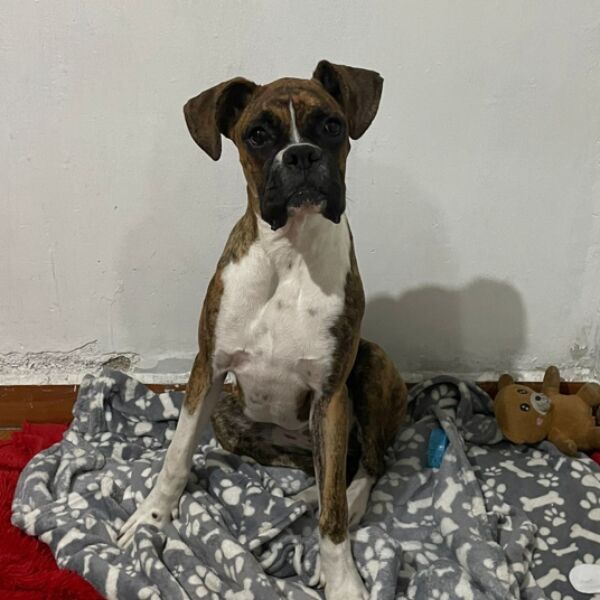 cartel de perro perdido