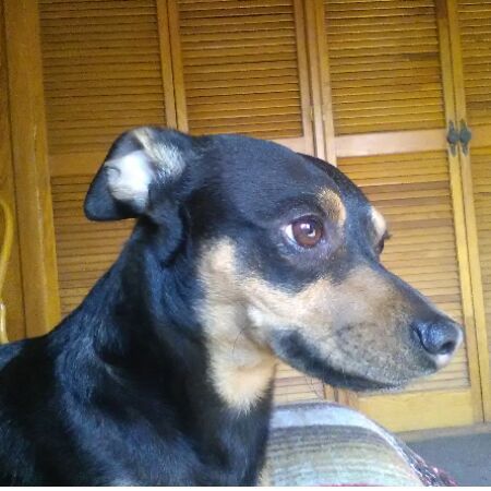 cartel de perro perdido