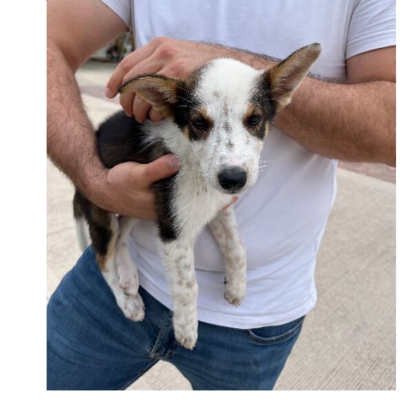 cartel de perro perdido