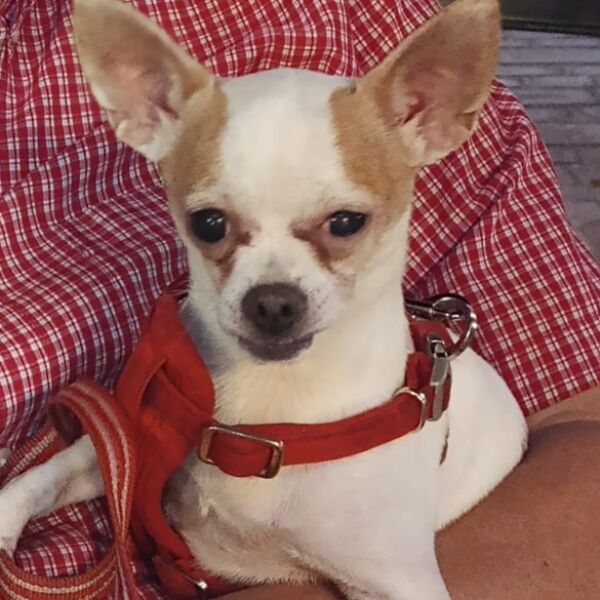 cartel de perro perdido