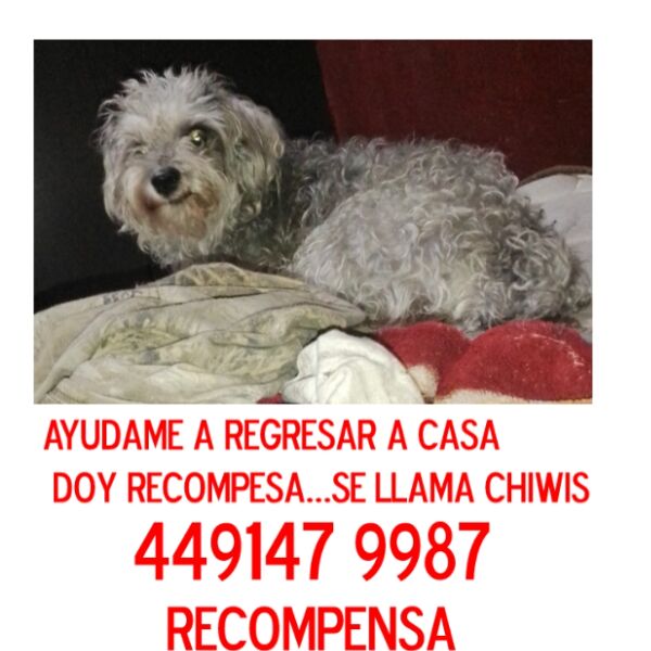 cartel de perro perdido