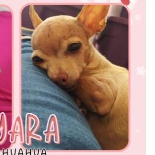 cartel de perro perdido