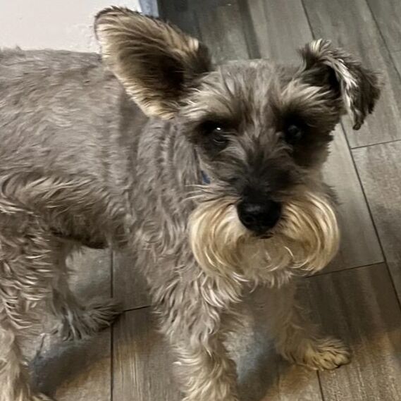 cartel de perro perdido