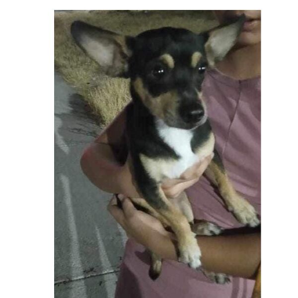 cartel de perro perdido