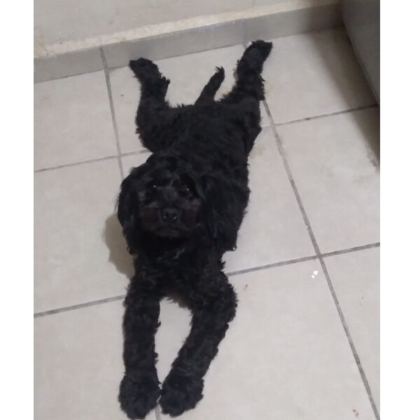 cartel de perro perdido