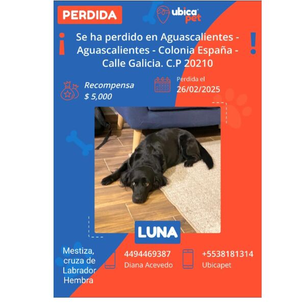 cartel de perro perdido