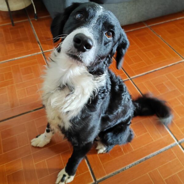 cartel de perro perdido